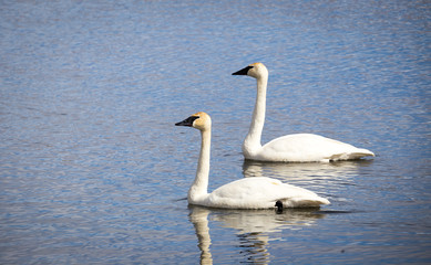 Obraz premium Two Trumpeter Swans