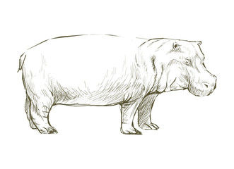 Obraz na płótnie Canvas Illustration of hippopotamus