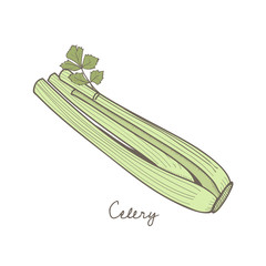Obraz na płótnie Canvas Illustration of celery