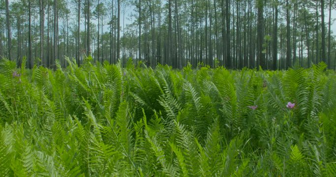 a pan of the long leaf pine savanna