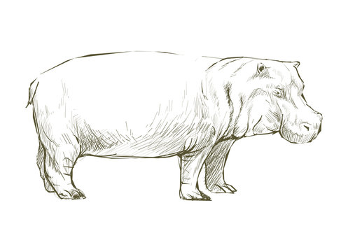 Illustration of hippopotamus