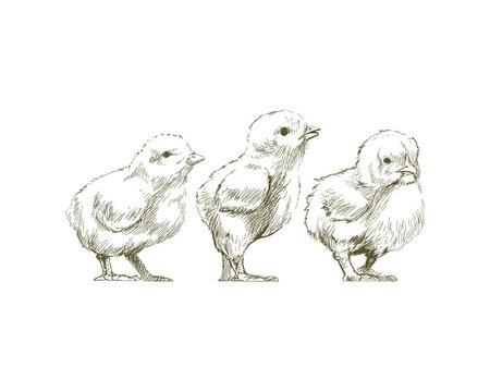 Illustration of chicks