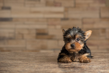 Yorkie Puppy lying on a counter