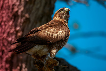Red Tailed Hawk