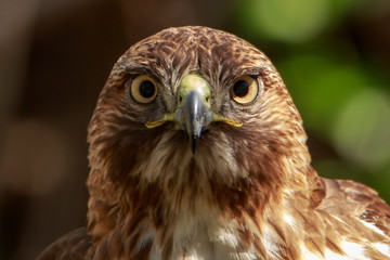Red Tailed Hawk