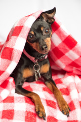 min Pin Dog under blanket