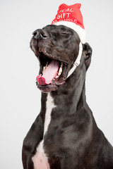 Excited Great Dane Wearing Christmas Hat