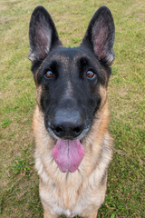 German Shepherd Dogs Sitting in Grass