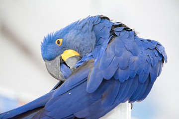 Blue Parrot