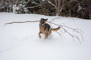 Germen Shepherd carrying stick in snow