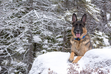 Germen Shepherd sitting in snow