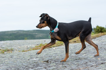 Minpin Dog Walking Outdoors