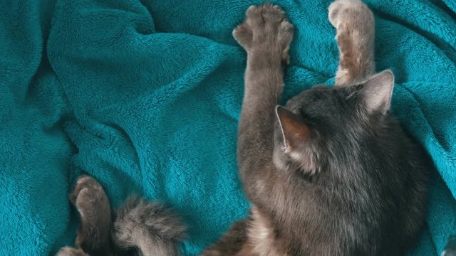 Female hands gently stroke the fur of a gray cat that sleeps top view. Cat purrs and massages with his paws