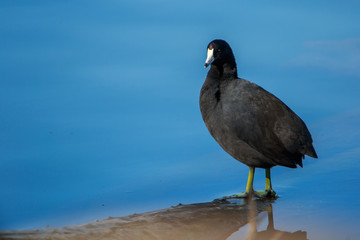 American Coot Standing