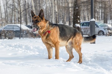 German shepherd playing with its ring toy in deep snow