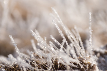grass in the frost, morning frost