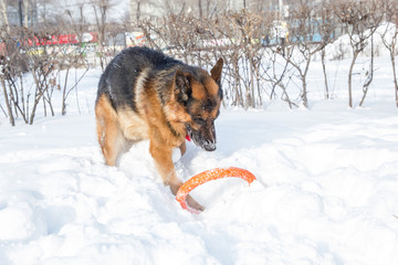German shepherd playing with its ring toy in deep snow