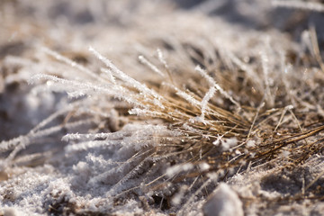 Fototapeta premium grass in the frost, morning frost