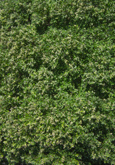 Fototapeta premium green leaf bough aerial view of trees causing beautiful texture scene is natural color style wallpaper