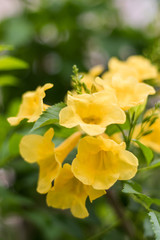 Yellow flower on nature background