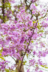 Beautiful purple flower of  Lagerstroemia speciosa flower backgrounds