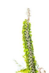 cactus isolated on white background