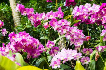 Orchid flowers - Pink orchid, queen of flowers. Tropical orchidea garden. Branch of pink orchid on a natural background. © prajit48