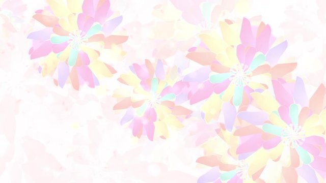 Colorful spring flowers background with falling petals effects motion graphics. (Looped)