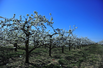 Pear flower blooming in spring