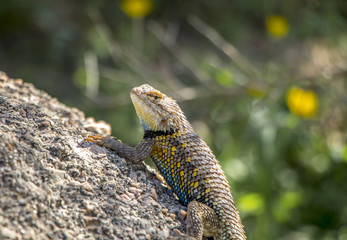 Arizona desert lizard near Scottsdale, Arizona