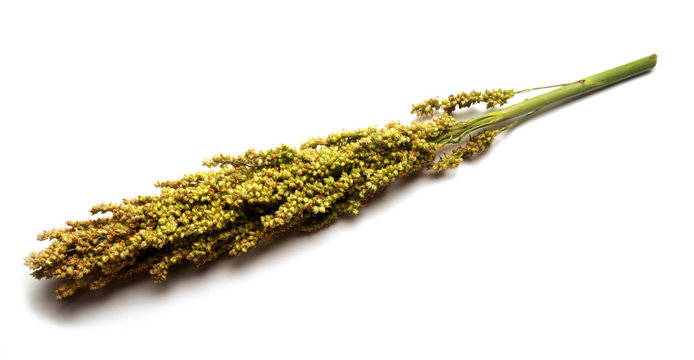 Sorghum vulgare