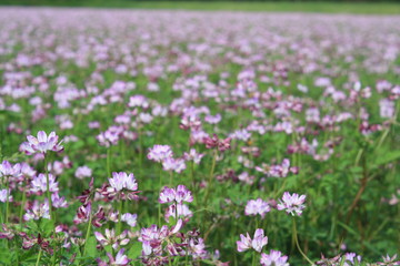 Obraz premium 春にはレンゲ畑で