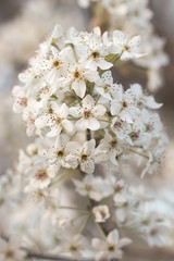 White Blooms of a Pear Tree