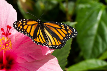Monarch Butterfy