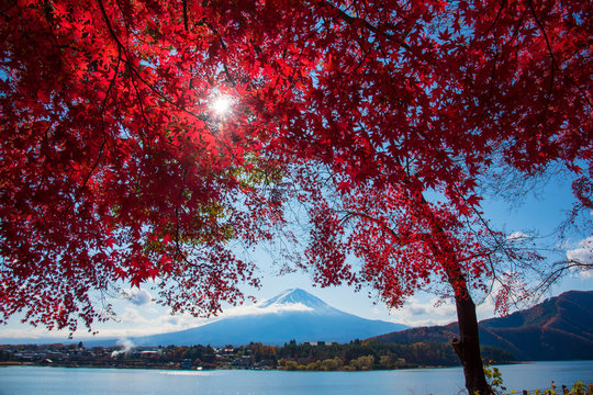 Autumn leaves and Mount Fuij