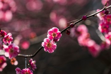 The plum blossom