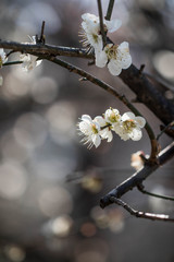 The plum blossom