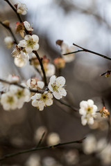 The plum blossom