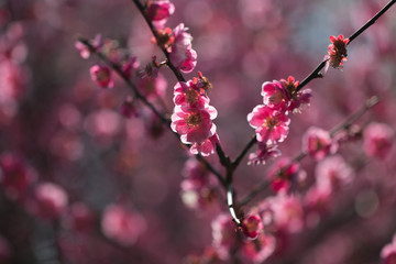 The plum blossom