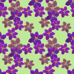 Clematis. Seamless pattern texture of flowers. Floral background, photo collage