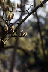 The plum blossom