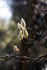 The plum blossom