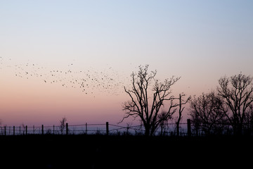 Birds Perched in Trees at Sunset