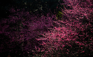 The plum blossom