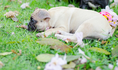 Baby French bulldog puppy. Dog stand on the grass field, french bulldog relax in summer day.