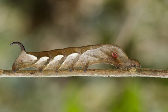 Image of brown caterpillar on branch on natural background. Worm. Insect. Animal.