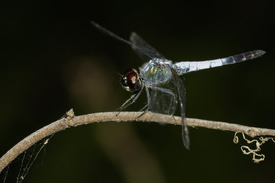 Image of a Brachydiplax farinosa Dragonfly on nature background. Insect Animal