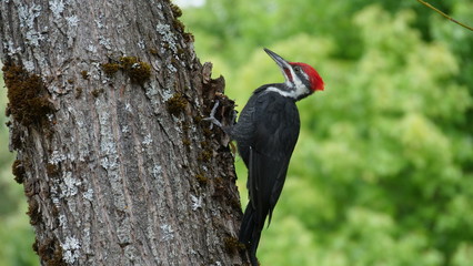 Woodpecker 01