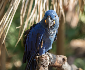 blue macaw is staring at you