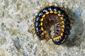 Millipedes are a group of arthropods that are characterised by having two pairs of jointed legs on most body segments; they are known scientifically as the class Diplopoda